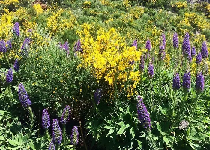 아파트 Floor In Center 푼샬