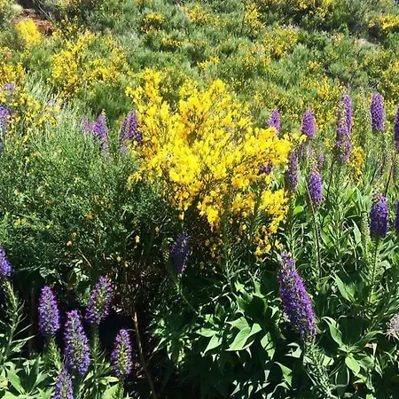 شقة Floor In Center فونشال